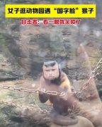 国字脸猴子是什么品种？是会使用工具的黑帽悬猴
