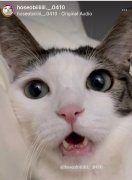 夹子猫是什么意思？夹子猫原型是韩国网红猫hoseob