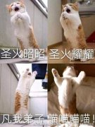 猫猫教和狗狗教是什么意思？猫猫教口号、表情包来了！