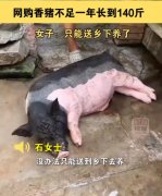 小香猪能长多大？小香猪市场价多少钱一只