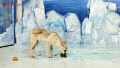 北极狼灭绝了吗？北极狼的毛一年四季都是白色的吗