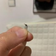 蚊子有头发是怎么回事？图片