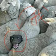 天选牧羊人是什么意思？图片