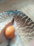 美乐珠是什么海螺产出来的，美乐珠的价位是多少？