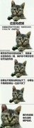 免疫猫是什么意思？表情包