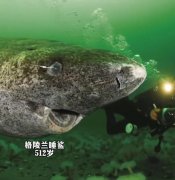 格陵兰鲨为什么能活那么久，它们吃